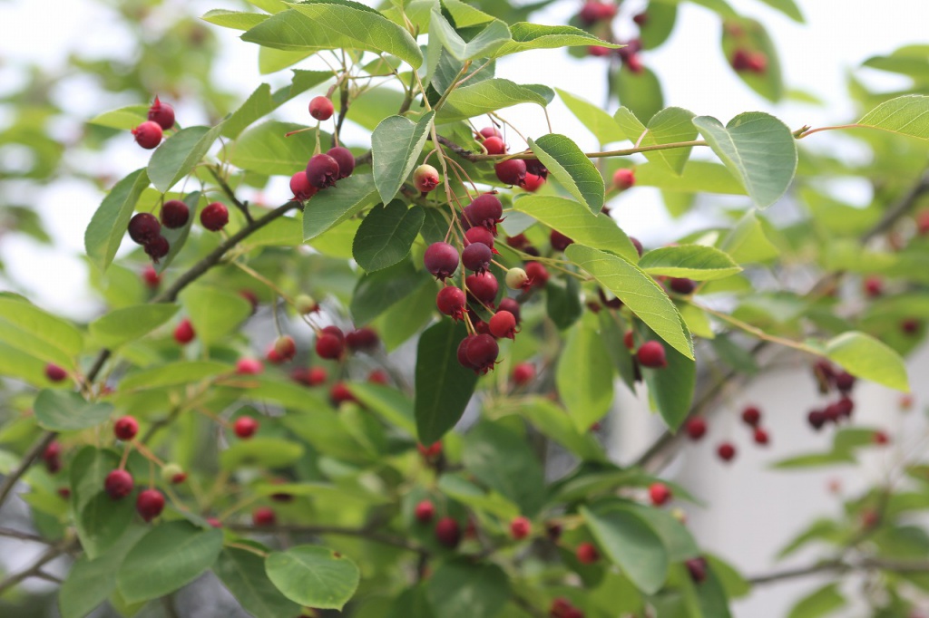 ジューンベリー アメリカザイフリボク バラ科 ザイフリボク属 Amelanchier Canadensis 岡山県の植物園 きびの森植物園 天空の王国