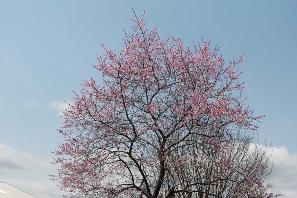 今日は大変いい天気で、植物園もようやく桜が満開になりました。